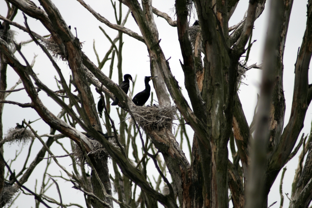 VWG vogelreis Oost Duitsland mei 2010 499